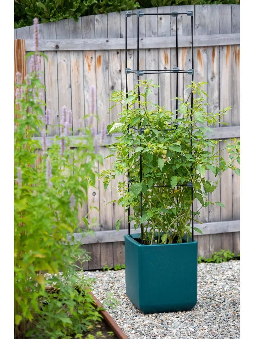 Oasis Self-Watering Tomato Planter With Trellis 4 Oasis Self-Watering Tomato Planter With Trellis - Image 4